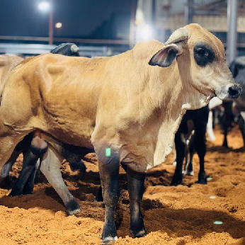 footer-widget-gallery