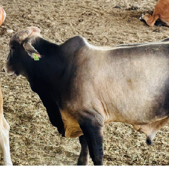 footer-widget-gallery