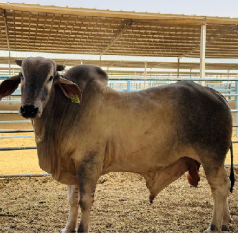 footer-widget-gallery