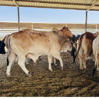 footer-widget-gallery