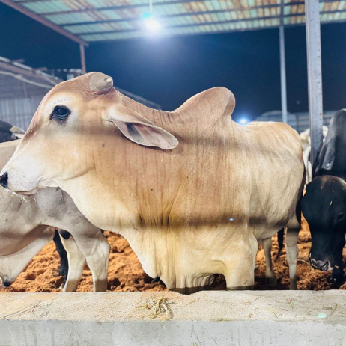 footer-widget-gallery