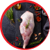 Lamb leg